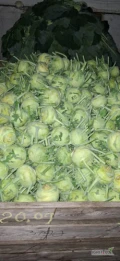 Sprzedam kalarepe kaliber 8-10cm ilości paletowe badania na pozostałości.