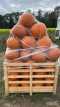 Witam. Sprzedam dynię typ Haloven kaliber od 2 kg do 12 kg . Do uzgodnienia. Ilości paletowe 