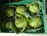 Sprzedam kapustę włoską na sztuki 6 szt w łuszczke zostało około 2000 szt
