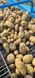 Sprzedam ziemniaki irga i Ignacy ilość zależna od zamówienia opakowanie worek big bag kwestia zależna od klienta towar bardzo ładny...