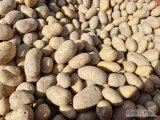Sprzedam ok 12t ziemniaka frytkowego pakowanego w worek 15kg. Czysty i zdrowy.