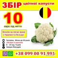  ЗБІР    ЦВІТНОЇ КАПУСТИ    БРУСЕЛЬСЬКОЇ КАПУСТИ
