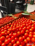 Sprzedam około 800 kg pomidorka cherry jak na zdjęciu. Kaliber 30-35. Twardy, sztywny. Możemy spakować na szkoły 