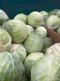 Sprzedam kapustę białą. Kaliber 1,5-3,5. Pakowanie - 15,20,25 kg, karton box.