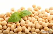 Skup ziarna soi NON GMO 