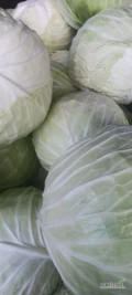Sprzedam kapustę białą report ok.20t na przemysł kwaszenie surówki. 
