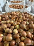 Sprzedam cebulę żółtą. Pakowanie - Worek 10,15 kg, Big bag.