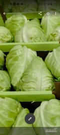 Witam sprzedam Kapustę stozkową 1,2-1.5kg