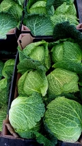 Kapusta włoska 1.5-3 kg, jakość marketowa, opakowanie i cena do uzgodnienia