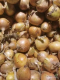 Cebula ozima Senshyu Yellow na worek lub obieranie. Zdrowa, twarda. Mocna, złota, czysta łuska, 60%60mm+, dosuszana w skrzyniach. Ostatnie...