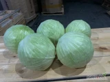 Sprzedam 100 ton kapusty na gołąbki. Waga od 3 do 5kg. Towar piękny, bez wciorniastka. Szybka realizacja pakowane kartonbox. Pośrednikom...
