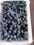 Dzień dobry, sprzedam borówkę odmiany Bluecrop 12+.Zrywana dziś ,ładna gruba około 200 kg.