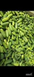 Sprzedam ogórki gruntowe odmiany Allianz Octopus, 6-12cm, 12-14cm 