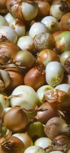 Cebula          Cebula odsort na obieranie          Sprzedam cebulę na obieranie   klasa III          Cebula jak widać na zdjęciach z małą zawartością łuski. Praktycznie większość cebul wymaga obcięcia tylko końcówek.     Kaliber 4      Jest...