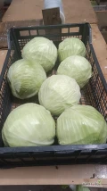 Sprzedam kapustę odmiany Zenon, kal 1-3 kg. Kapusta zdrowa , bez robaka i wciornastka.