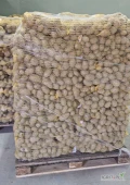 Sprzedam ziemniaki odmiana Lilly kal. 45+, Luzem lub pakowane w worki 15 kg, ilości tirowe.