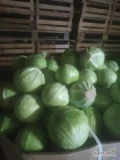 Sprzedam kapuste białą jakości marketowa i przemysl ilości Tirowe i mniejsze. Możliwość transportu. Opakowanie do uzgodnienia....