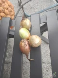 Witam,sprzedam około 1 tony cebuli na wysadke.chętne osoby uprzejmie zapraszam do kontaktu.
