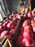 Witam sprzedam jabłko Prince nadwyżkę  w kartonie 13kg netto 8 euro palet ,możliwy  dowóz 