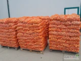 Sprzedam młodą cebulę, ładna łuska, wyrównany kaliber. Pakowaną w worek szyty lub big bag. Możliwość całego auta (big bag).