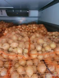 Sprzedam mloda cebule, kaliber 45-80, pakowany w worki po 10 lub 15kg, ilosci paletowe I calosamochodowe,  