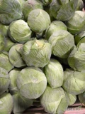 Sprzedam kapustę białą kal 1-2,5kg oraz 2-4kg.