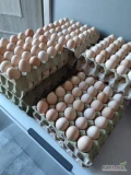 Witam sprzedam jaja wiejskie w ilości około tysiąc tygodniowo. Kury chodzą po wybiegu . Rozmiar xl