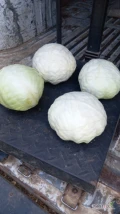 Sprzedam kapuste biala ok 5 ton z przeznaczeniem na kiszenie. Możliwość dowozu własnym busem. Tel 667 657 888 Cena do negocjacji