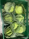SPRZEDAM KAPUSTE WŁOSKĄ. KALIBER 0.6-1KG. TOWAR Z CHŁODNI Z ZIELONYM LIŚCIEM 