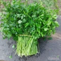 Sprzedam natkę pietruszki  duże ilosci na pęczki cena 1 złoty lub kilogramy 6 złoty.zapraszam.