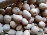 Sprzedam ziemniaki z jasnej ziemi odmiana Gala45+,Lili 45+ w bigbeg lub luzem ilość cało tirowa