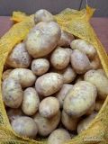 Sprzedam ziemniaka mytego mikado w workach 15 kg . Ładny ziemniak w kalibrze 5 + z fito zapraszam