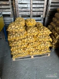 Sprzedam 185 worków odmiana Ignacy właśnie skończyliśmy kopać 