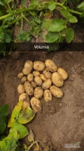 Sprzedam ziemniaki odmiana Volumia. Kaliber 4.5+