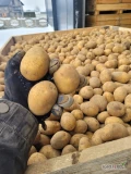 (tirowe ilości) Na sprzedaż Ziemniaki SORAYA z jasnej ziemi rozmiar od 30-45 mm