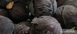 Sprzedam kapustę czerwoną na długie przechowanie 1-3kg zdrowa czysta pakowanie w skrzyniopalety duże ilości 