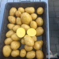 Sprzedam Ziemniaki żółte Gala 4,5 + z jasnej ziemi , zdrowe. Na obieranie, mycie lub pakowanie. Big bag  ilości...