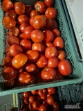 Sprzedam pomidor polny okragly odmiany hector 
