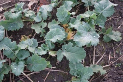 Chlomazon - Rzepak pod skuteczna ochroną