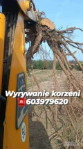 !!!! Wyrywanie Korzeni !!!! Koparko-Ładowarką JCB 3CX ze specjalnymi Widłami dzięki którym wyrywanie jest dużo szybsze a korzenie są...