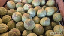 Sprzedam kapustę biała kaliber 1-2,5kg zdrowa czysta w środku każde opakowanie z możliwością dowozu cena do uzgodnienia