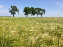 GRUNTY ROLNE NA SPRZEDAŻ - co i jak w świetle znowelizowanej ustawy o kształtowaniu ustroju rolnego