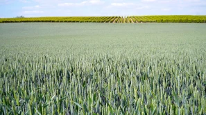 Połączenie firm Certis Europe i Belchim Crop Protection