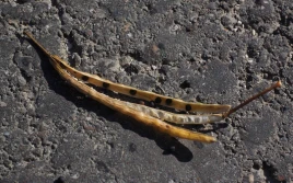 Rzepak: ceny mocno zjechały w dół