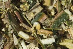 Jak przygotować i przechować kiszonkę z kukurydzy?