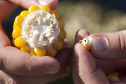 Kiedy zbierać kukurydzę na kiszonkę?