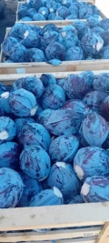 Sprzedam około 10 ton kapusty czerwonej na przemysł Główki od 2 do 5 kg. Kapusta ładna i czysta.