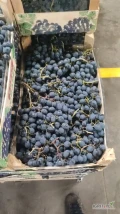 Sprzedam świeże winogrona Mołdawskie, jednolite grona, bardzo słodkie. Dostępne ilości paletowe. Towar już w Polsce. Możliwa ...