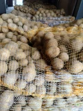 Ziemniaki GALA z jasnej ziemi szczotkowanie w worku szytym, big -bagu lub luzem. Możliwość nadruku na szarfie. Opakowania (od 2,5kg do...