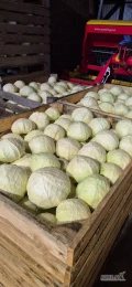 Sprzedam duze ilosci z przeznaczeniem na przemysł kapusty białej odmian Kolia , professor. Również czerwona w kalibrze 1-3kg ilości...